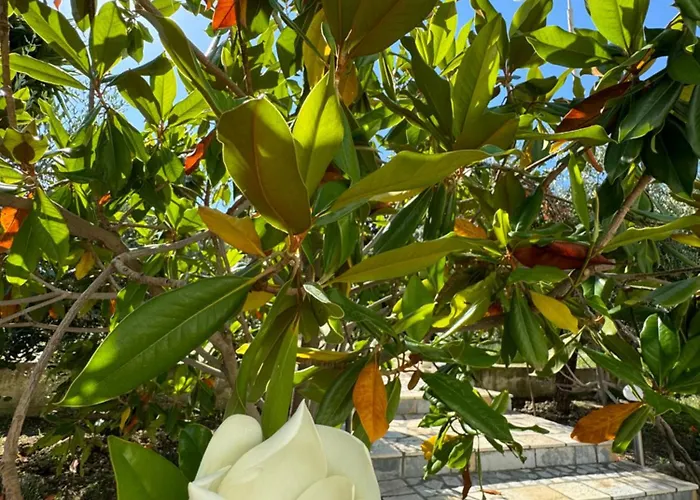 Hotel Cekodhima Radhimë